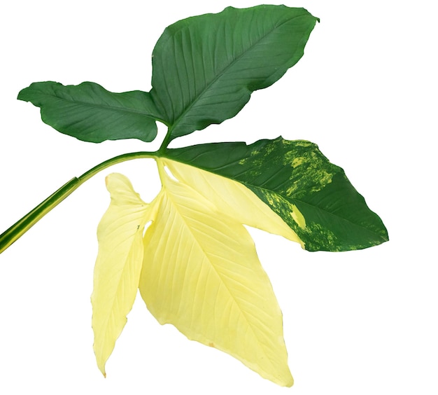 Syngonium Yellow Variegated leaf on isolated white