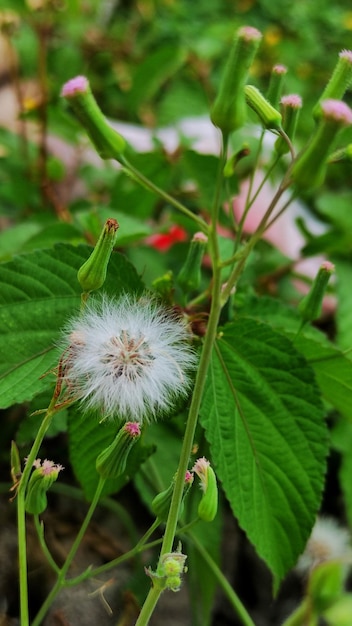 Syntrong plants are plants that grow in tropical areas