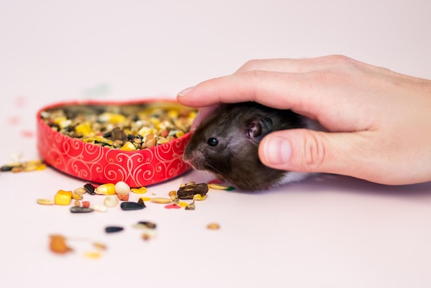 Syrian black and white hamster on pink background