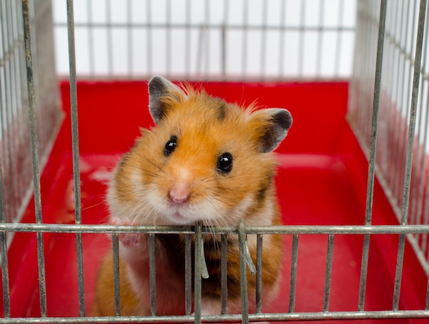 Syrian hamster looking out of a cage