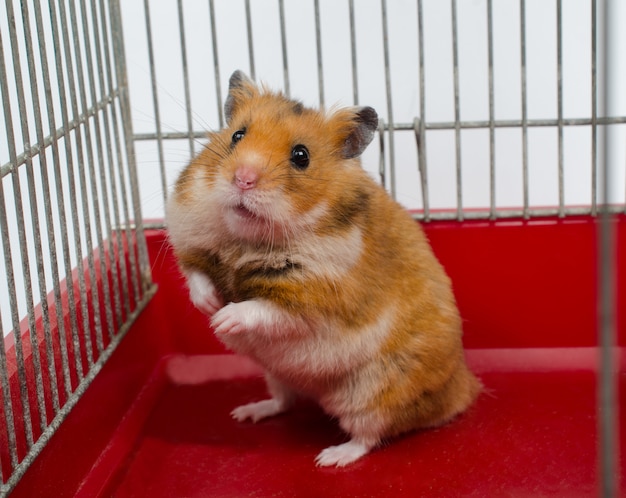 Syrian hamster sitting in a cage