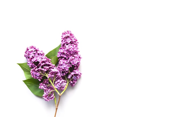 Syringa branch with flowers.