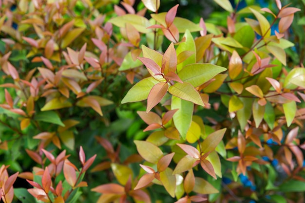 syzygium austral Red leaf for natural background, Australian Rose Apple, Brush Cherry