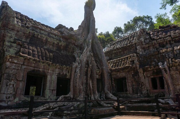 Photo ta phrom temple with trees growing from the rocks which inspired tombraider lara croft