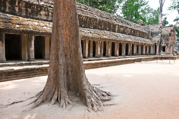 Ta Prohm Temple, Angkor Wat, Siem Reap, Cambodia