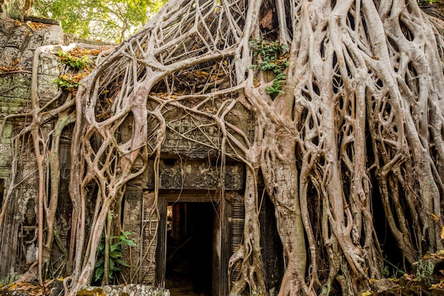 Ta Prohm