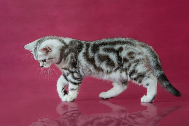 Tabby British shorthair kitten on red background