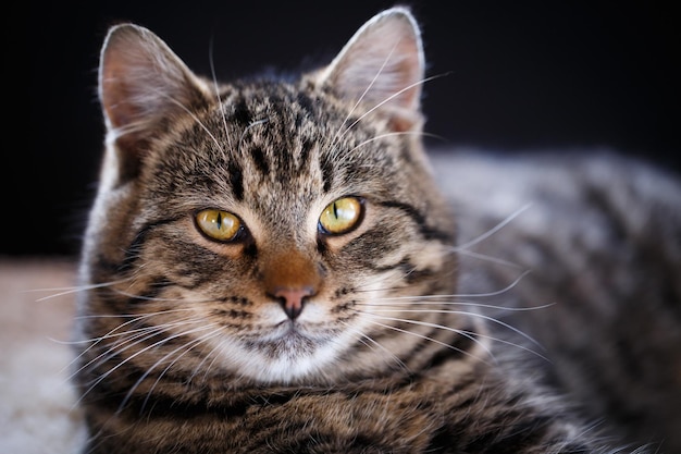 Tabby cat close up selective focus