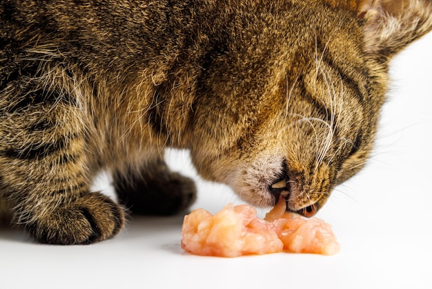 Tabby cat eating raw chicken meat on white background