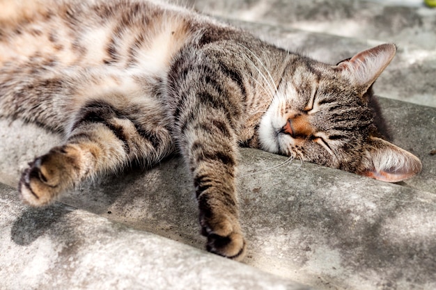 Tabby cat lying on a slate roof and resting