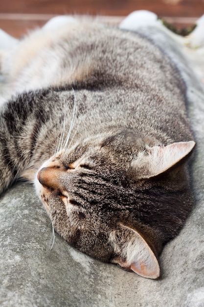 Tabby cat lying on a slate roof and resting