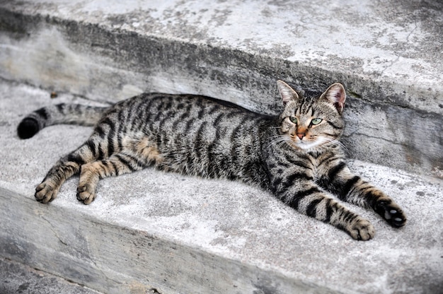 Tabby cat lying sleeping on the stairs by the porch