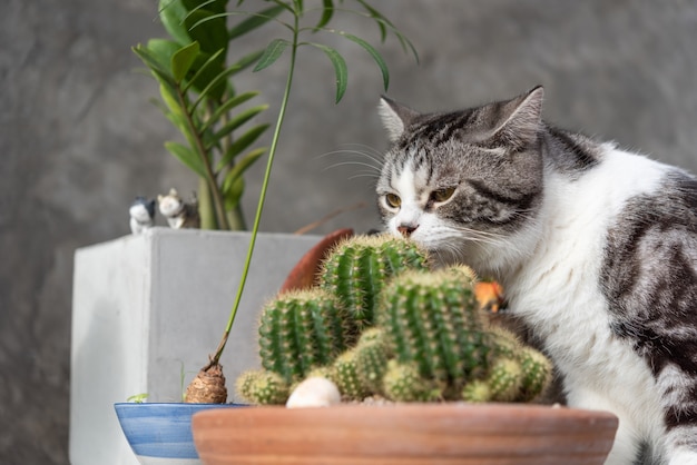 Tabby cat   sniffs a cactus in greeny clay pot