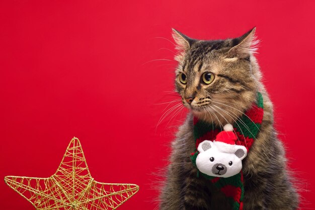 Photo tabby cat wearing christmas accessories with red background copy space