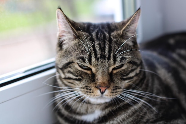 A tabby cat with bright eyes looks into the camera while sitting by the window