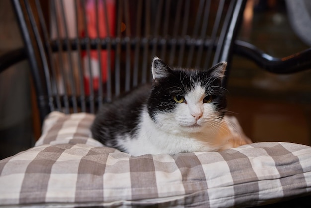 Tabby cat with green eyes lies comfortably on a carpet