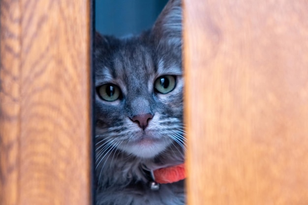 Tabby gray cat hiding behind a wooden window Domestic pet green eyes afraid and curious looking at the camera