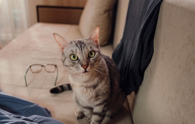 A tabby grey cat sits on a sofa in home