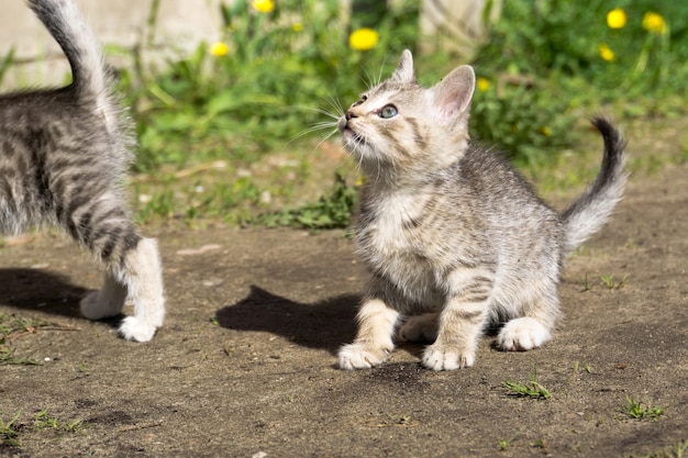 Tabby Kitten Play Outside