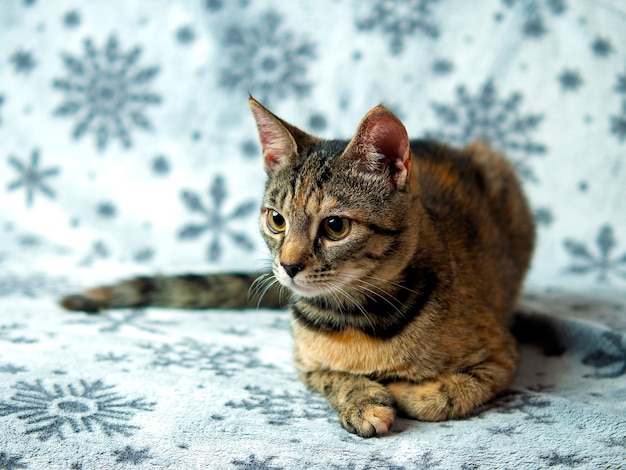 Tabby kitten sitting on patterned couch