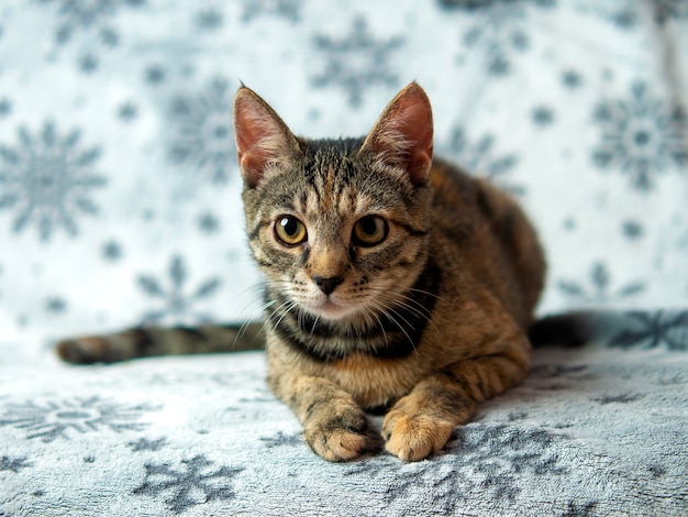 Tabby kitten sitting on patterned couch