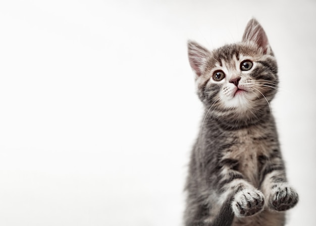 Tabby kitten on white background. Beautiful playful baby cat with paws on white background. Kitten pads view from below.