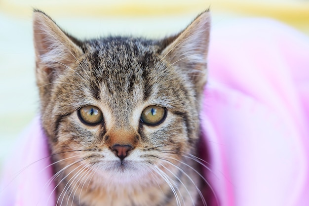 Tabby Kitten with Pink Blanket