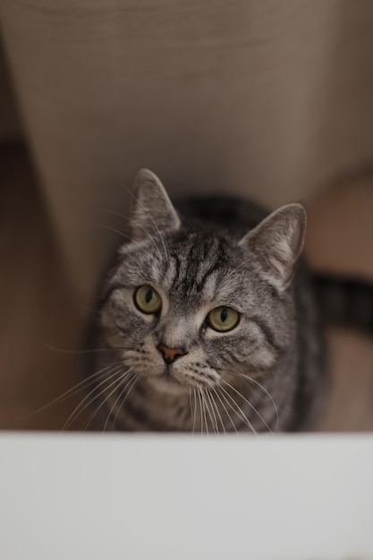 tabby scottish straight cat with funny looking Cat Portrait Cute cat indoor shooting