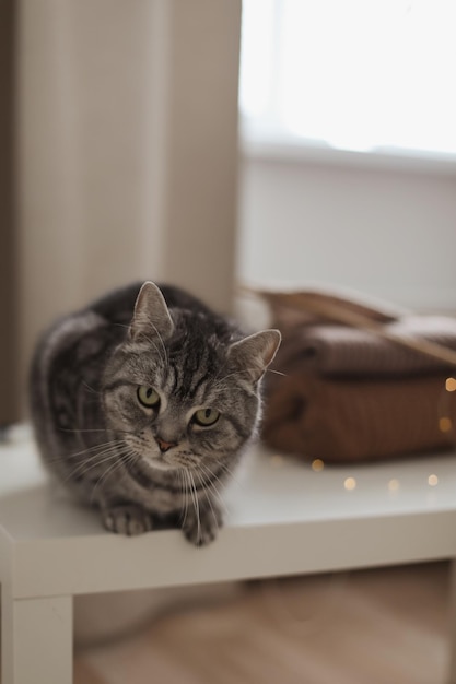 tabby scottish straight cat with funny looking Cat Portrait Cute cat indoor shooting