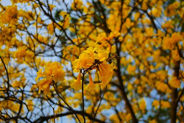 Tabebuia chrysantha Nichols Golden Tree Tallow Pui