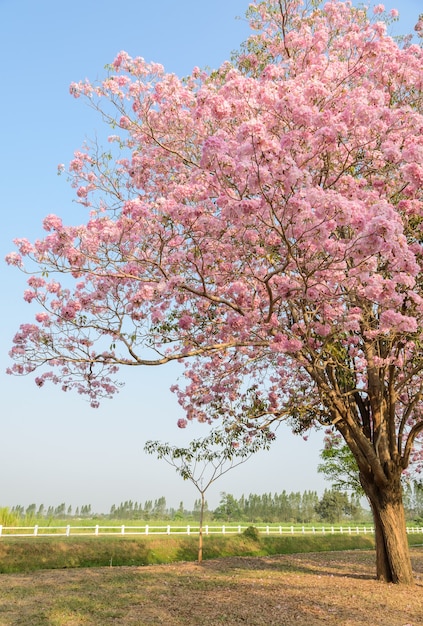 Tabebuia or Pink trumpet flower tree in full bloom infront of green field