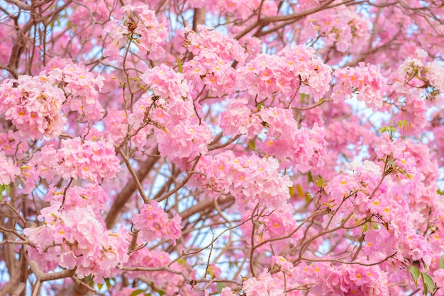 Tabebuia rosea is a Pink Flower neotropical tree background