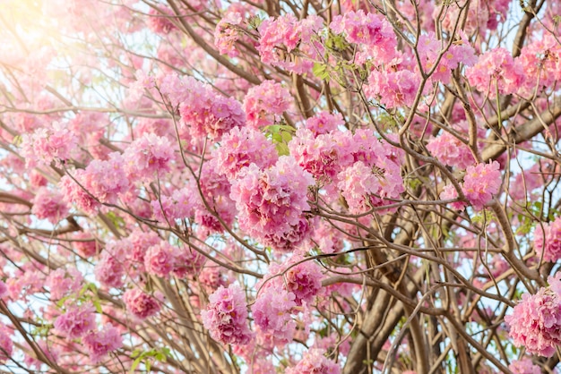 Tabebuia rosea is a Pink Flower neotropical tree