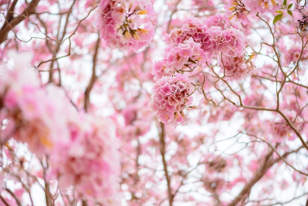 Tabebuia rosea is a Pink Flower neotropical tree