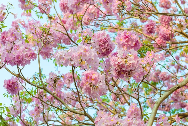 Tabebuia rosea is a Pink Flower neotropical tree