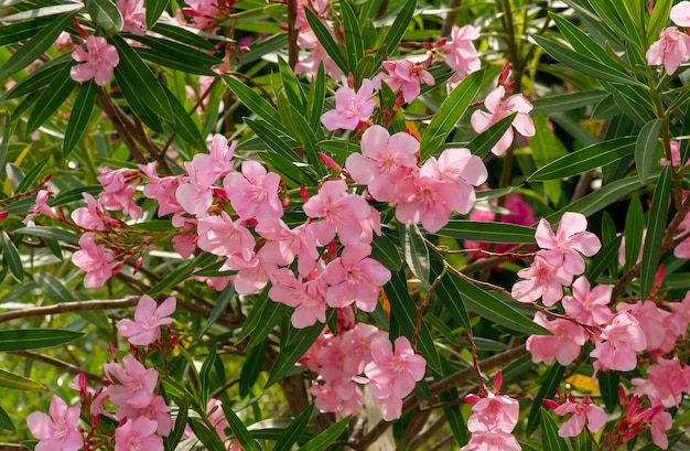 Tabebuia rosea pink flower for natural background