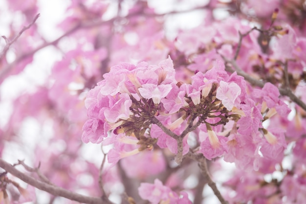 Tabebuia sweet pink flower blooming close up in Thailand. Pink trumpet flower background.