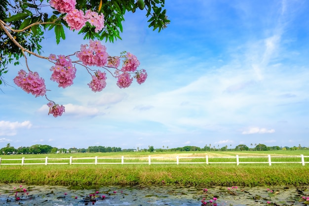 Tabebuya flower on green field and blue sky background.