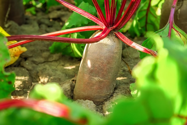 table beet grows in the garden on a vegetable farm. vegetable growing and beet cultivation concept