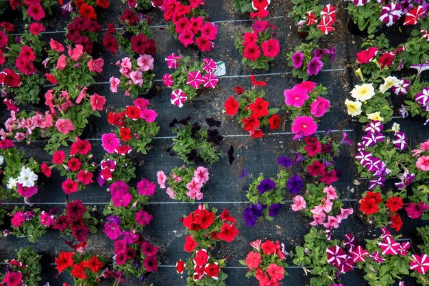 Tables of petunias growing in a greenhouse nursery