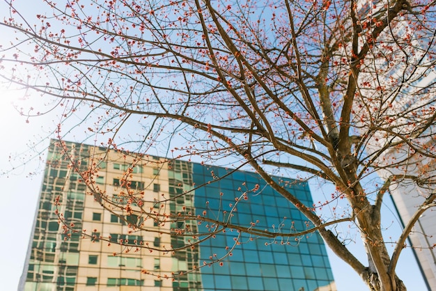 Tacoma Washington USA March 2021 Tree branches on the background of a building in downtown