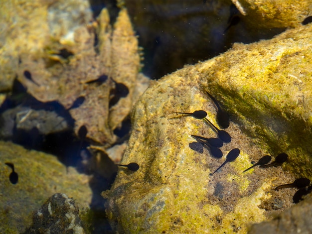 Tadpole Larva of tailless amphibian frogs or toads in a mountain river in Greece