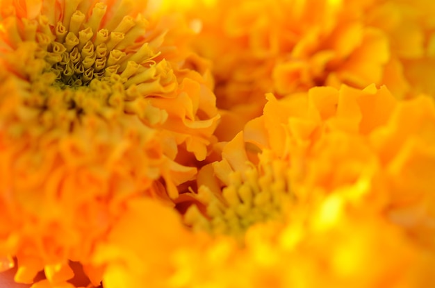 Tagetes erecta American African marigolds Bright yellow flowers closeup in the garden