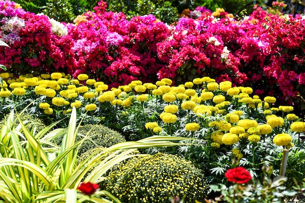 Tagetes erecta, the Aztec marigold or Mexican marigold flowers growing as decor for Tet Lunar New Ye