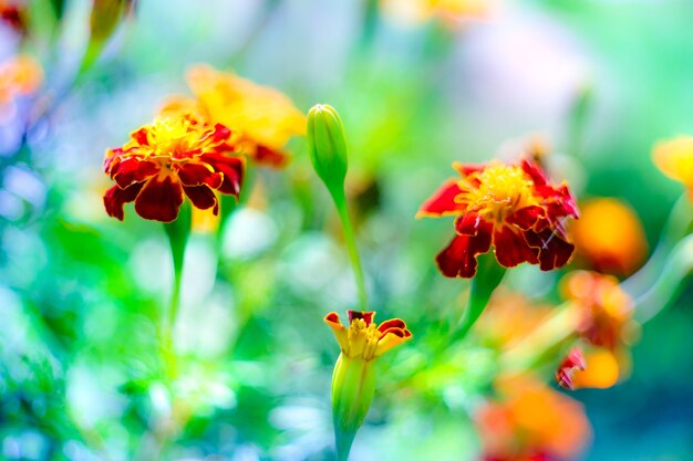 Tagetes Marigold Flower blooming over a blurry colourful background