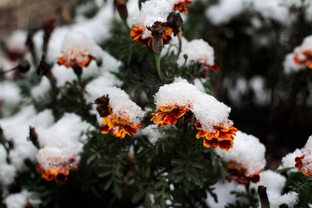 Tagetes marigold red flower under snow