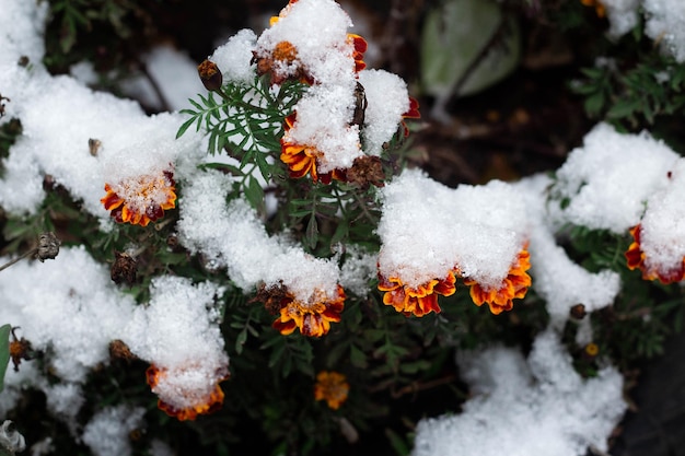 Tagetes marigold red flower under snow