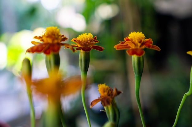 Tagetes patula the French marigold is a species of flowering plant in the daisy family