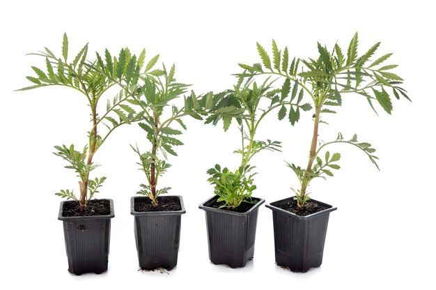 Tagetes patula on white wall