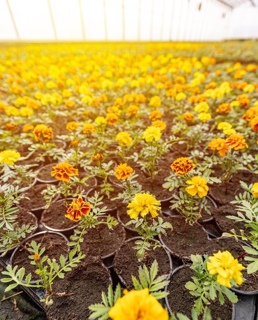 Tagetes in the plant nursery